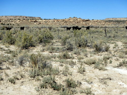 GDMBR: Cattle were a good sign, water was somewhere near.
